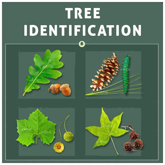Tree Identification3 copy.webp