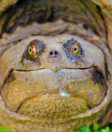 ReptileKickoff copy.webp