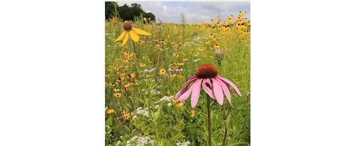 Trees Bees Seeds copy.webp