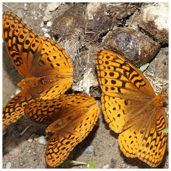 Esopus Bend Butterflies copy.webp