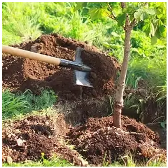 Tree Planting Experience copy.webp