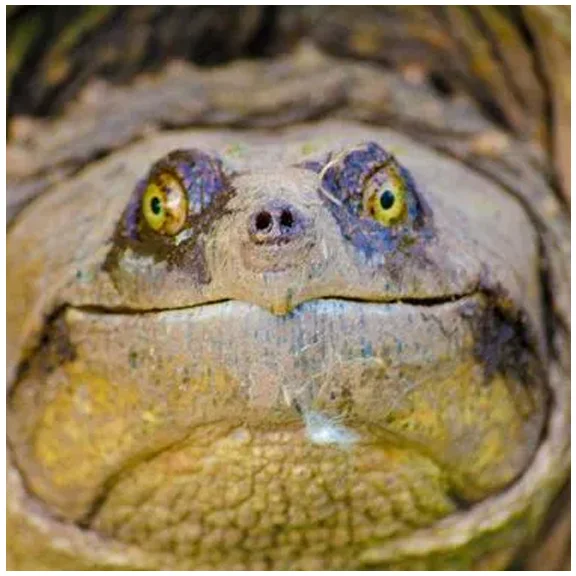 Reptile Show copy.webp