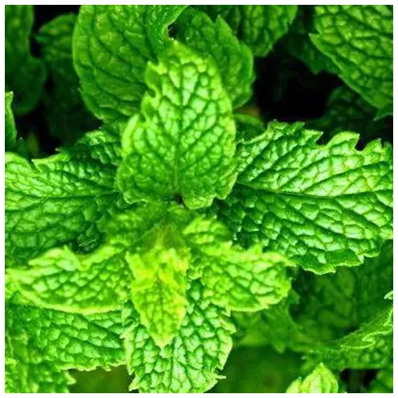 Herbs as Medicine copy.webp