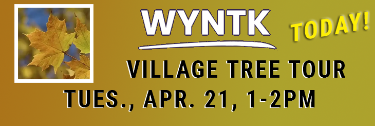 WYNTK - VILLAGE TREE TOUR TODAY.webp