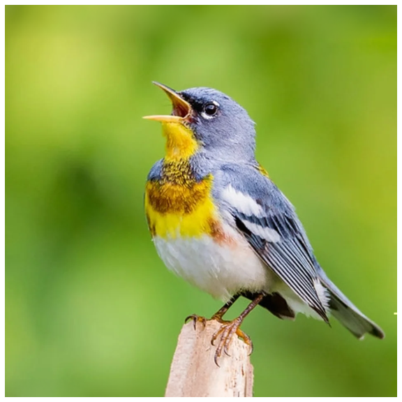 Spring Bird Migration copy.webp