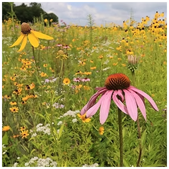 Trees Bees and Seeds.webp