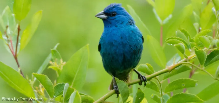 bird-banding-760-x-360-xtrulink copy.webp