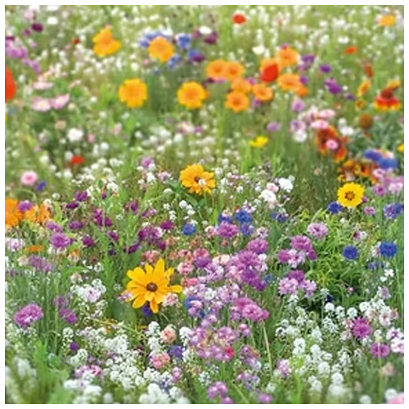 Pollinator Garden copy.webp
