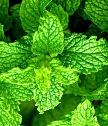 Herb Garden.webp