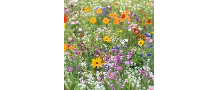 Pollinator Garden Tour WIDE.webp