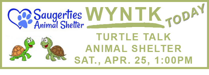 WYNTK - Turtle Talk copy.webp