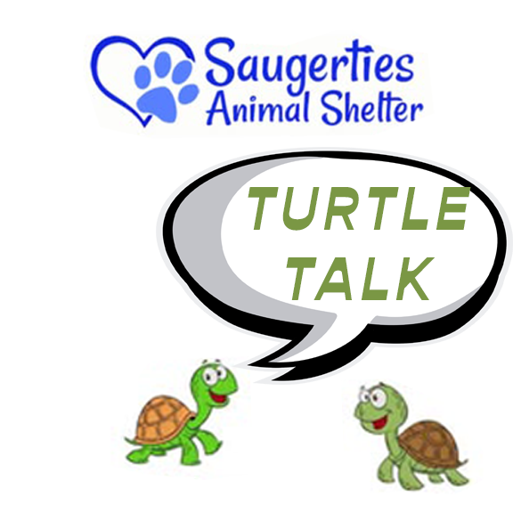 Turtle Talk copy.webp