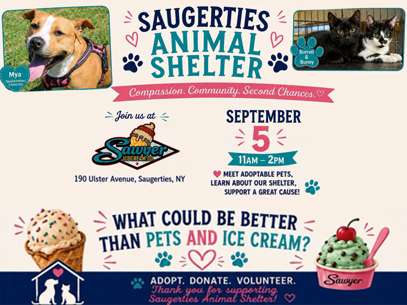Animal Shelter at Sawyer Ice Cream copy.webp