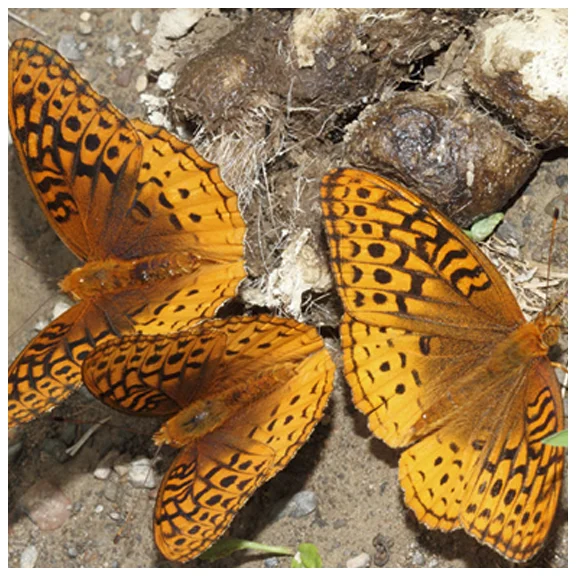 Esopus Bend Butterflies2 copy.webp