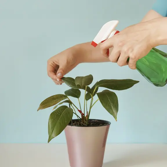 Plant Care copy.webp