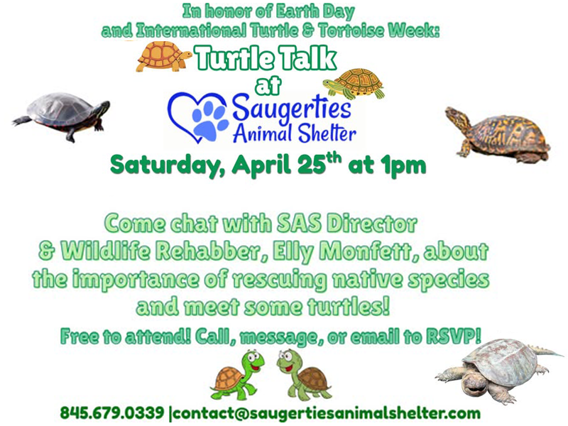 Turtle Talk copy.webp