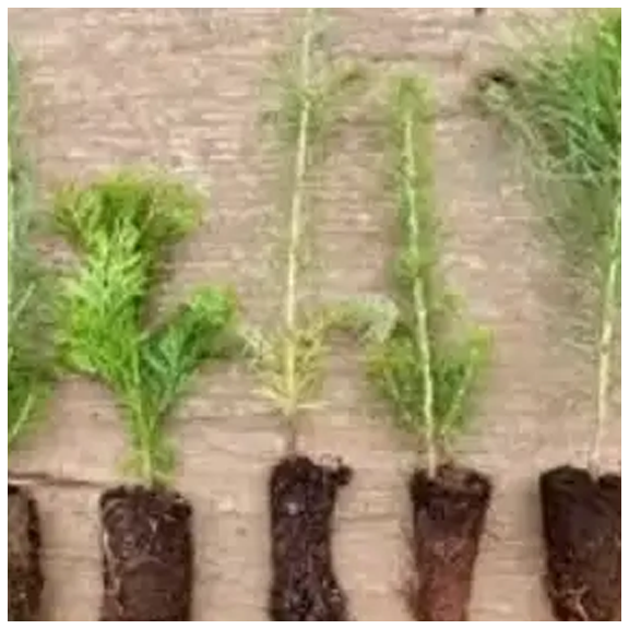 Tree Sapling Sale copy.webp