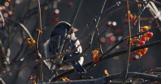Bird at Esopus Bend Nature Preserve copy.webp