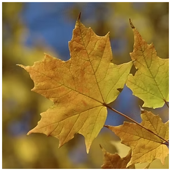 Village Tree Tour copy.webp