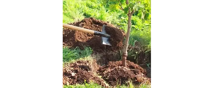 Tree Planting Experience WIDE.webp